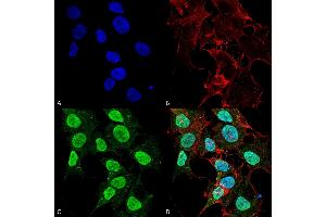 Immunocytochemistry/Immunofluorescence analysis using Mouse Anti-Cav1. (CACNA1C 抗体  (AA 1507-1733) (HRP))