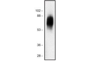 Western blot of human Jurkat T cell line (SIT1 抗体)