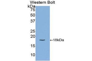Western Blotting (WB) image for anti-Carcinoembryonic Antigen Gene Family (CEA) (AA 75-219) antibody (ABIN1858354) (CEA 抗体  (AA 75-219))