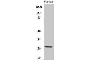 Western Blotting (WB) image for anti-Tumor Necrosis Factor (Ligand) Superfamily, Member 12 (TNFSF12) (Internal Region) antibody (ABIN3180376) (TWEAK 抗体  (Internal Region))
