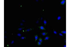 Immunofluorescent analysis of Hela cells using ABIN7166593 at dilution of 1:100 and Alexa Fluor 488-congugated AffiniPure Goat Anti-Rabbit IgG(H+L) (TGFA 抗体  (AA 40-89))