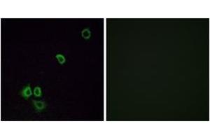 Immunofluorescence (IF) image for anti-Olfactory Receptor, Family 2, Subfamily G, Member 3 (OR2G3) (AA 61-110) antibody (ABIN2890982) (OR2G3 抗体  (AA 61-110))