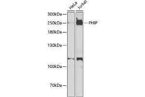 Western blot analysis of extracts of various cell lines, using PHIP antibody (ABIN6129078, ABIN6145556, ABIN6145557 and ABIN6223036) at 1:1000 dilution. (PHIP 抗体  (AA 1542-1821))