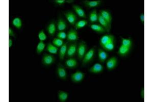 Immunofluorescence (IF) image for anti-serpin Peptidase Inhibitor, Clade B (Ovalbumin), Member 12 (SERPINB12) (AA 1-300) antibody (ABIN7169333)