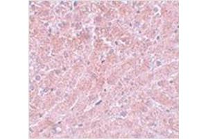 Immunohistochemistry of ATG101 in mouse liver with ATG101 antibody at 5 μg/ml. (ATG101 抗体  (Center))