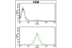 KPNB1 Antibody (N-term) (ABIN390792 and ABIN2841041) flow cytometric analysis of CEM cells (bottom histogram) compared to a negative control cell (top histogram). (KPNB1 抗体  (N-Term))