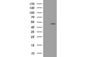 Image no. 1 for anti-CD4 (CD4) antibody (ABIN1497296) (CD4 抗体)