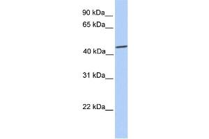 WB Suggested Anti-SOX9 Antibody Titration:  0. (SOX9 抗体  (C-Term))