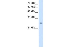 Western Blotting (WB) image for anti-Adenylate Kinase 2 (AK2) antibody (ABIN2462927) (Adenylate Kinase 2 抗体)