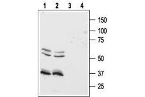 Western blot analysis of human Colo-205 (lanes 1 and 3) and HT-29 (lanes 2 and 4) colon cancer cell lines: - 1,2. (HCRTR1 抗体  (AA 256-269))