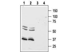 Western blot analysis of human Colo-205 (lanes 1 and 3) and HT-29 (lanes 2 and 4) colon cancer cell lines: - 1,2.