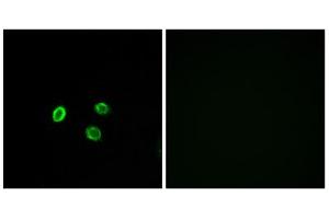 Immunofluorescence analysis of MCF-7 cells, using OR5M9 antibody. (OR5M9 抗体  (Internal Region))