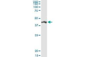 SIRT7 MaxPab rabbit polyclonal antibody. (SIRT7 抗体  (AA 1-400))