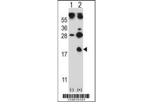 Western blot analysis of HBG1 using rabbit polyclonal HBG1 Antibody using 293 cell lysates (2 ug/lane) either nontransfected (Lane 1) or transiently transfected (Lane 2) with the HBG1 gene. (HBG1 抗体  (AA 56-85))