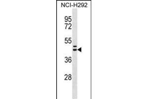 MLNR Antibody (C-term) (ABIN656598 and ABIN2845859) western blot analysis in NCI- cell line lysates (35 μg/lane).
