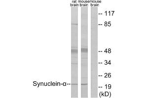 Western Blotting (WB) image for anti-Synuclein, alpha (SNCA) (Tyr125) antibody (ABIN1848159) (SNCA 抗体  (Tyr125))