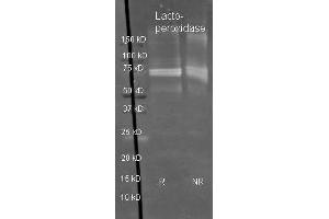 Sheep anti Lactoperoxidase antibody  was used to detect Lactoperoxidase under reducing (R) and non-reducing (NR) conditions. (LPO 抗体)