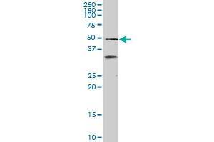 Western Blotting (WB) image for anti-Scavenger Receptor Class A, Member 3 (SCARA3) (AA 316-415) antibody (ABIN526717)