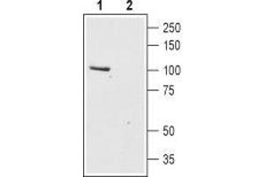 Western blot analysis of rat brain lysates: - 1.