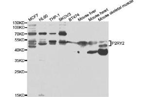 Western blot analysis of extracts of various cell lines, using P2RY2 antibody (ABIN6293436) at 1:1000 dilution. (P2RY2 抗体)