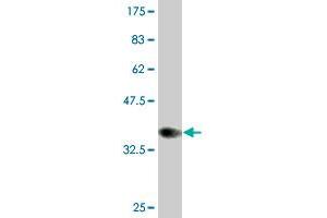 Western Blot detection against Immunogen (35. (CLPS 抗体  (AA 23-112))