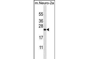 ZCRB1 Antibody (C-term) (ABIN656856 and ABIN2846061) western blot analysis in mouse Neuro-2a cell line lysates (35 μg/lane). (ZCRB1 抗体  (C-Term))