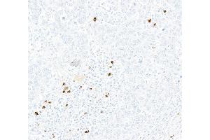 anti-Chemokine (C-X3-C Motif) Receptor 1 (CX3CR1) (AA 300-350) antibody