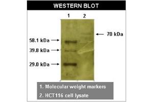 Image no. 1 for anti-RYK Receptor-Like Tyrosine Kinase (RYK) antibody (ABIN211315) (RYK 抗体)