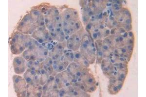 Detection of LOX in Mouse Pancreas Tissue using Polyclonal Antibody to Lysyl Oxidase (LOX) (LOX 抗体  (AA 207-411))