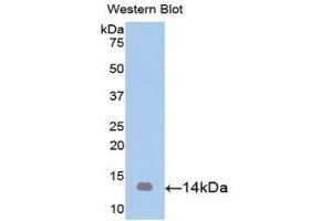 Western Blotting (WB) image for anti-Artemin (ARTN) (AA 112-224) antibody (ABIN1077842) (ARTN 抗体  (AA 112-224))