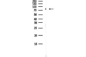 Western blot analysis of lysates from HepG2 cells(heat-shock, 45 min treatment), using CAPN1 Antibody at 1/1000 dilution.