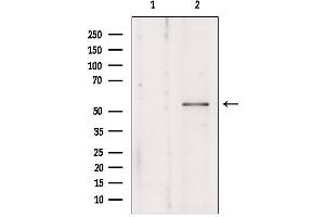 Western blot analysis of extracts from mouse brain, using KMO antibody. (KMO 抗体  (Internal Region))