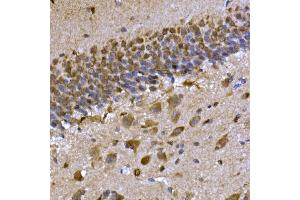 Immunohistochemistry of paraffin-embedded rat brain using CPEB3 Rabbit pAb (ABIN7266666) at dilution of 1:300 (40x lens). (CPEB3 抗体  (AA 150-400))