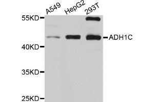 Western blot analysis of extracts of various cell lines, using ADH1C antibody (ABIN5997202) at 1/1000 dilution. (ADH1C 抗体)
