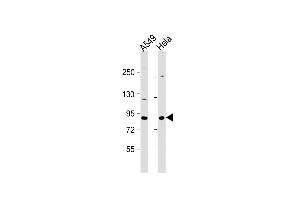 All lanes : Anti-XRCC5Antibody (Center) at 1:1000 dilution Lane 1: A549 whole cell lysate Lane 2: Hela whole cell lysate Lysates/proteins at 20 μg per lane. (XRCC5 抗体  (AA 424-450))