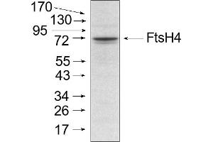 Experimental conditions: Mitochondria were isolated as described by Urantowka et al. (FtsH4 抗体)