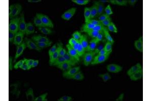 Immunofluorescence staining of HepG2 cells with ABIN7163666 at 1: 133, counter-stained with DAPI. (PHLDA1 抗体  (AA 1-138))