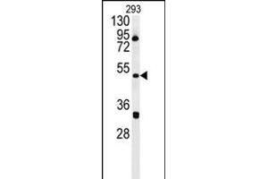 ILK Antibody (Center) 5884c western blot analysis in 293 cell line lysates (35 μg/lane). (ILKAP 抗体  (AA 243-270))