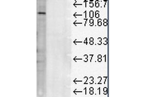Western Blot analysis of Rat liver microsome lysate showing detection of LAMP1 protein using Mouse Anti-LAMP1 Monoclonal Antibody, Clone Ly1C6 . (LAMP1 抗体  (Atto 594))