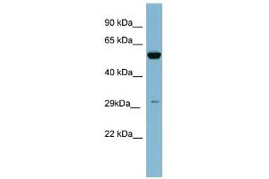 WB Suggested Anti-KLK10 Antibody Titration: 0. (Kallikrein 10 抗体  (N-Term))