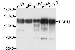 Western blot analysis of extracts of various cell lines, using NOP14 antibody. (Nop14 抗体  (AA 1-240))
