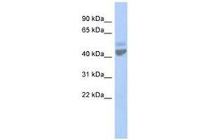 Image no. 1 for anti-Zinc Activated Ligand-Gated Ion Channel (ZACN) (AA 35-84) antibody (ABIN6742585) (ZACN 抗体  (AA 35-84))