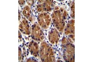 Formalin fixed and paraffin embedded human stomach tissue stained with Mucin-3B Antibody (C-term) followed by peroxidase conjugation of the secondary antibody and DAB staining. (MUC3B 抗体  (C-Term))