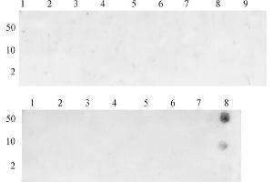 Dot blot specificity analysis of Histone H3K26me3 pAb: Dot blot analysis was used to confirm the specificity of Histone H3K36me3 antibody for trimethyl-lysine 36 of histone H3. (Histone 3 抗体  (3meLys36))