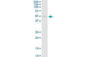GK MaxPab rabbit polyclonal antibody. (Glycerol Kinase 抗体  (AA 1-524))