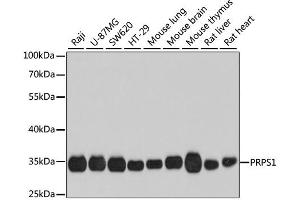 Western blot analysis of extracts of various cell lines, using PRPS1 antibody. (PRPS1 抗体)