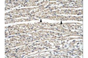 Image no. 1 for anti-Zinc Finger Protein 336 (ZNF336) (AA 30-79) antibody (ABIN6735838) (ZNF336 抗体  (AA 30-79))