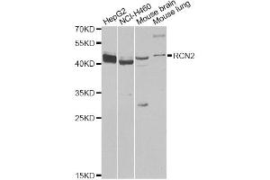 Western blot analysis of extracts of various cell lines, using RCN2 antibody (ABIN6293762) at 1:1000 dilution. (RCN2 抗体)