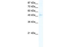 WB Suggested Anti-SIRT7 Antibody Titration:  0. (SIRT7 抗体  (C-Term))