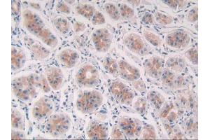 IHC-P analysis of Human Stomach Tissue, with DAB staining. (Cathepsin S 抗体  (AA 115-331))